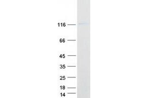 PCDHGA12 Protein (Transcript Variant 1) (Myc-DYKDDDDK Tag)