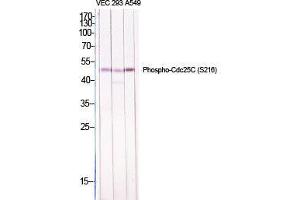 Western Blot (WB) analysis of specific cells using Phospho-Cdc25C (S216) Polyclonal Antibody. (CDC25C Antikörper  (pSer216))