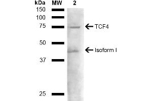 Western blot analysis of Mouse liver lysate showing detection of ~71. (TCF4 Antikörper  (AA 500-600) (Atto 390))