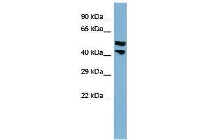 WB Suggested Anti-FLJ14213 Antibody Titration:  0. (FLJ14213 (Middle Region) Antikörper)