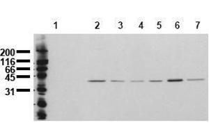 Western Blotting (WB) image for anti-Mitogen-Activated Protein Kinase 14 (MAPK14) (N-Term) antibody (ABIN126884) (MAPK14 Antikörper  (N-Term))