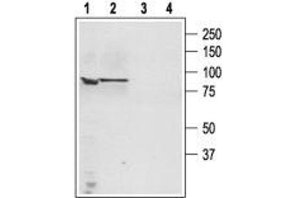 TRPC4 Antikörper  (C-Term, Intracellular)