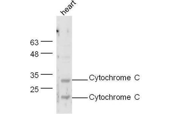 Cytochrome C Antikörper  (AA 51-105)