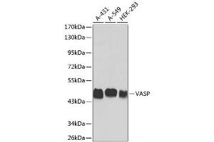 Western blot analysis of extracts of various cell lines using VASP Polyclonal Antibody. (VASP Antikörper)