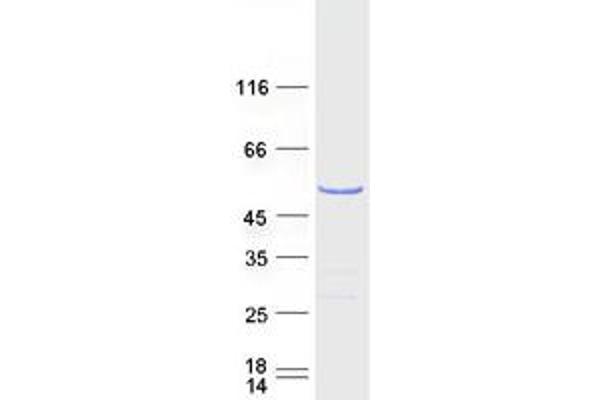 HNRNPH1 Protein (Myc-DYKDDDDK Tag)