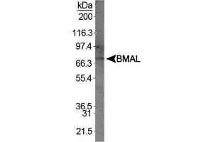 Image no. 1 for anti-Aryl Hydrocarbon Receptor Nuclear Translocator-Like (ARNTL) (AA 294-624) antibody (ABIN363327) (ARNTL Antikörper  (AA 294-624))