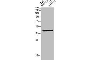 Western Blot analysis of RAT-MUSCLE RAT-KIDNEY cells using SYP Polyclonal Antibody (Synaptophysin Antikörper  (Internal Region))