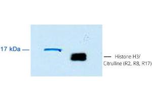 Detection of human Histone H3/Citrulline (R2, R8, R17) at 1/10. (Histone 3 Antikörper  (ciArg2, ciArg8, ciArg17))