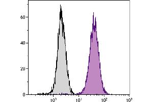 Human T cell leukemia cell line Jurkat was intracellularly stained with Mouse Anti-Human CD107b-PE. (LAMP2 Antikörper  (PE))