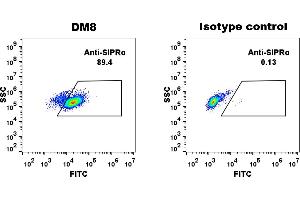 THP-1 cell line were surface stained with Rabbit anti-SIRPα monoclonal antibody 1 μg/mL (clone: DM8) and Rabbit IgG isotype control antibody followed by Alexa 488-conjugated anti-rabbit IgG secondary antibody. (SIRPA Antikörper  (AA 31-370))