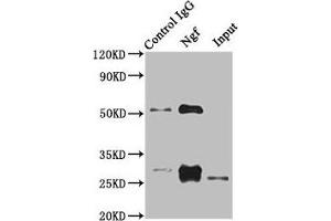 Immunoprecipitating Ngf in Rat heart tissue Lane 1: Rabbit control IgG instead of ABIN7178801 in Rat heart tissue. (Nerve Growth Factor Antikörper  (AA 124-241))