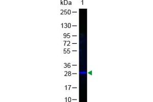 Image no. 1 for anti-Green Fluorescent Protein (GFP) antibody (FITC) (ABIN1101743) (GFP Antikörper  (FITC))