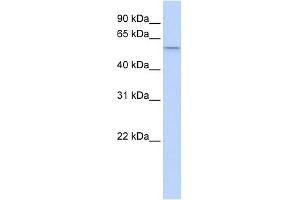 SRP54 antibody used at 1 ug/ml to detect target protein. (SRP54 Antikörper  (Middle Region))