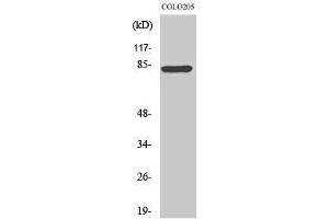 Western Blotting (WB) image for anti-Regulatory Factor X 3 (RFX3) (C-Term) antibody (ABIN3177200) (RFX3 Antikörper  (C-Term))