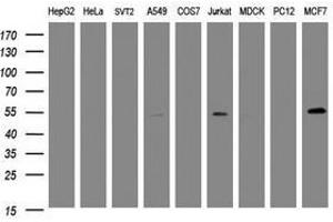 Image no. 2 for anti-TAP Binding Protein-Like (TAPBPL) antibody (ABIN1501305) (TAPBPL Antikörper)