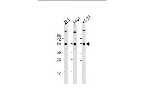 All lanes : Anti-TP53 Antibody (C-term) at 1:2000 dilution Lane 1: 293 whole cell lysate Lane 2: A431 whole cell lysate Lane 3: HT-29 whole cell lysate Lysates/proteins at 20 μg per lane. (p53 Antikörper  (C-Term))