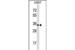 Western blot analysis in U-937 cell line lysates (35ug/lane). (Syntaxin 12 Antikörper  (C-Term))