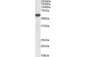 ABIN2563651 (0. (LCK Antikörper  (AA 39-52))