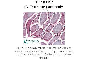 Image no. 2 for anti-NEK7 (NEK7) (N-Term) antibody (ABIN1737254) (NEK7 Antikörper  (N-Term))