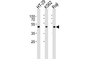 Western blot analysis of lysates from HT-29, K562, Raji cell line (from left to right), using IL13RA1 Antibody (C-term) (ABIN6242399 and ABIN6577581). (IL13 Receptor alpha 1 Antikörper  (C-Term))