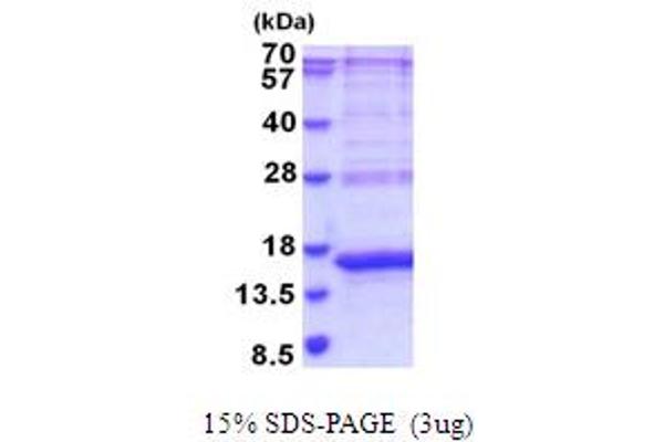 CEACAM3 Protein (AA 35-155) (His tag)