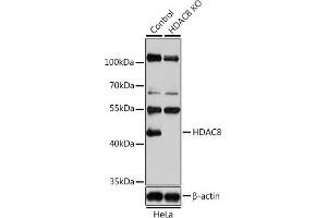 Western blot analysis of extracts from normal (control) and HD knockout (KO) HeLa cells, using HD antibody (ABIN6128014, ABIN6141689, ABIN6141690 and ABIN7101785) at 1:1000 dilution. (HDAC8 Antikörper  (AA 1-377))