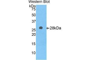 Western Blotting (WB) image for anti-alpha-1-B Glycoprotein (A1BG) (AA 22-219) antibody (ABIN1176303) (A1BG Antikörper  (AA 22-219))