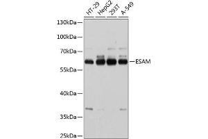 Western blot analysis of extracts of various cell lines, using ESAM antibody  at 1:1000 dilution. (ESAM Antikörper  (AA 30-248))