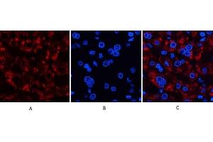 Immunofluorescence analysis of human liver tissue. (JAG1 Antikörper  (Internal Region))