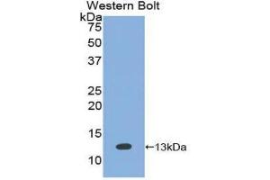 Western Blotting (WB) image for anti-Bone Morphogenetic Protein 7 (BMP7) (AA 293-431) antibody (ABIN1858162) (BMP7 Antikörper  (AA 293-431))