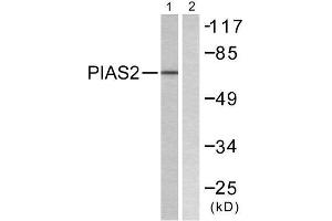 Western Blotting (WB) image for anti-Protein Inhibitor of Activated STAT, 2 (PIAS2) (N-Term) antibody (ABIN1848834) (PIAS2 Antikörper  (N-Term))