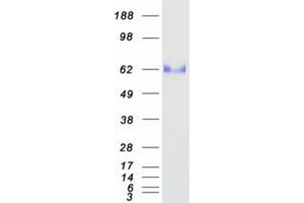 OIT3 Protein (Myc-DYKDDDDK Tag)