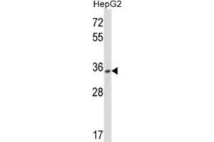 Western Blotting (WB) image for anti-Purinergic Receptor P2Y, G-Protein Coupled, 10 (P2RY10) antibody (ABIN2997950) (P2RY10 Antikörper)