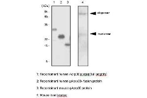 Western Blotting (WB) image for anti-Adiponectin (ADIPOQ) antibody (ABIN165375) (ADIPOQ Antikörper)