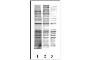 Western Blotting (WB) image for anti-Phosphothreonine (phosphorylated) antibody (ABIN126869) (Phosphothreonine Antikörper  (phosphorylated))