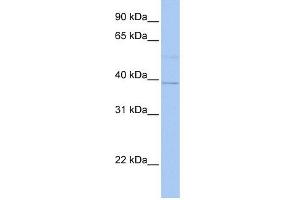 LOC642097 antibody used at 1 ug/ml to detect target protein. (LOC642097 Antikörper  (N-Term))