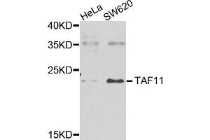 Western blot analysis of extracts of various cell lines, using TAF11 antibody (ABIN5975674) at 1/1000 dilution. (TAF11 Antikörper)