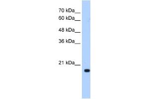 XTP3TPA antibody used at 0. (DCTPP1 Antikörper  (N-Term))