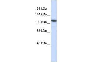 WB Suggested Anti-B4GALNT3 Antibody Titration:  0. (B4GALNT3 Antikörper  (N-Term))