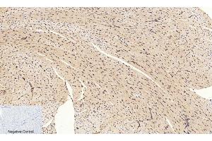 Immunohistochemical analysis of paraffin-embedded mouse heart tissue. (CREB1 Antikörper  (pSer133))