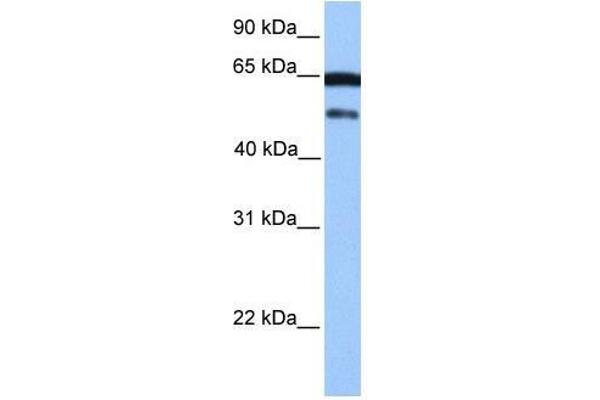 ZSCAN5B Antikörper  (C-Term)