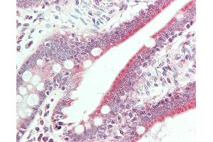 Anti-BMP6 antibody IHC staining of human small intestine. (BMP6 Antikörper  (Biotin))
