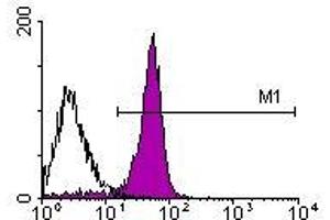 Image no. 1 for anti-CD2 (CD2) antibody (PE) (ABIN135084) (CD2 Antikörper  (PE))