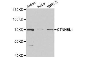 Western blot analysis of extracts of various cell lines, using CTNNBL1 antibody. (CTNNBL1 Antikörper)