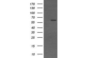 Image no. 2 for anti-CD19 Molecule (CD19) antibody (ABIN1497185) (CD19 Antikörper)