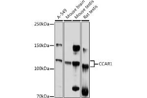 Western blot analysis of extracts of various cell lines, using CC antibody (ABIN6129224, ABIN6138030, ABIN6138032 and ABIN6217655) at 1:1000 dilution. (CCAR1 Antikörper  (AA 1-200))