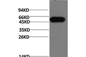 Western Blot analysis of Hela cells using ATG5 Monoclonal Antibody at dilution of 1:1000. (ATG5 Antikörper)