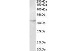 Image no. 1 for anti-Tubulin, beta 3 (TUBB3) (AA 31-41) antibody (ABIN1104874) (TUBB3 Antikörper  (AA 31-41))