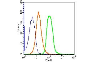 293T cells probed with ZO-1 Polyclonal Antibody, ALEXA FLUOR® 647 Conjugated (bs-1329R-A647) at 1:100 for 30 minutes compared to control cells (blue) and isotype control (orange). (TJP1 Antikörper  (AA 1551-1702) (AbBy Fluor® 647))