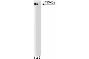 Western blot analysis of AKAP450 on a Jurkat cell lysate (human T-cell leukemia, ATCC TIB-152). (AKAP9 Antikörper  (AA 17-130))